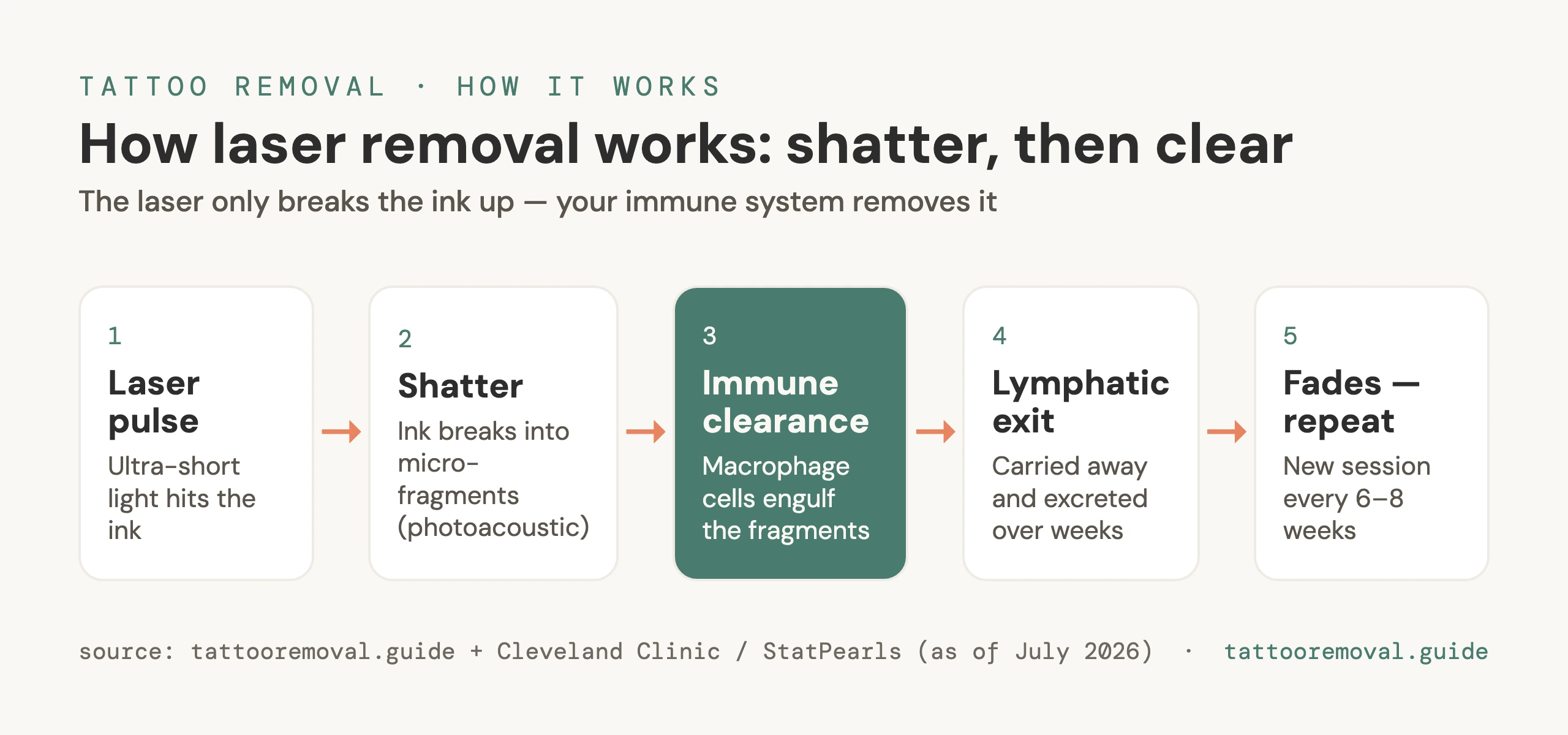 Diagram of how the immune system clears shattered ink fragments between sessions.