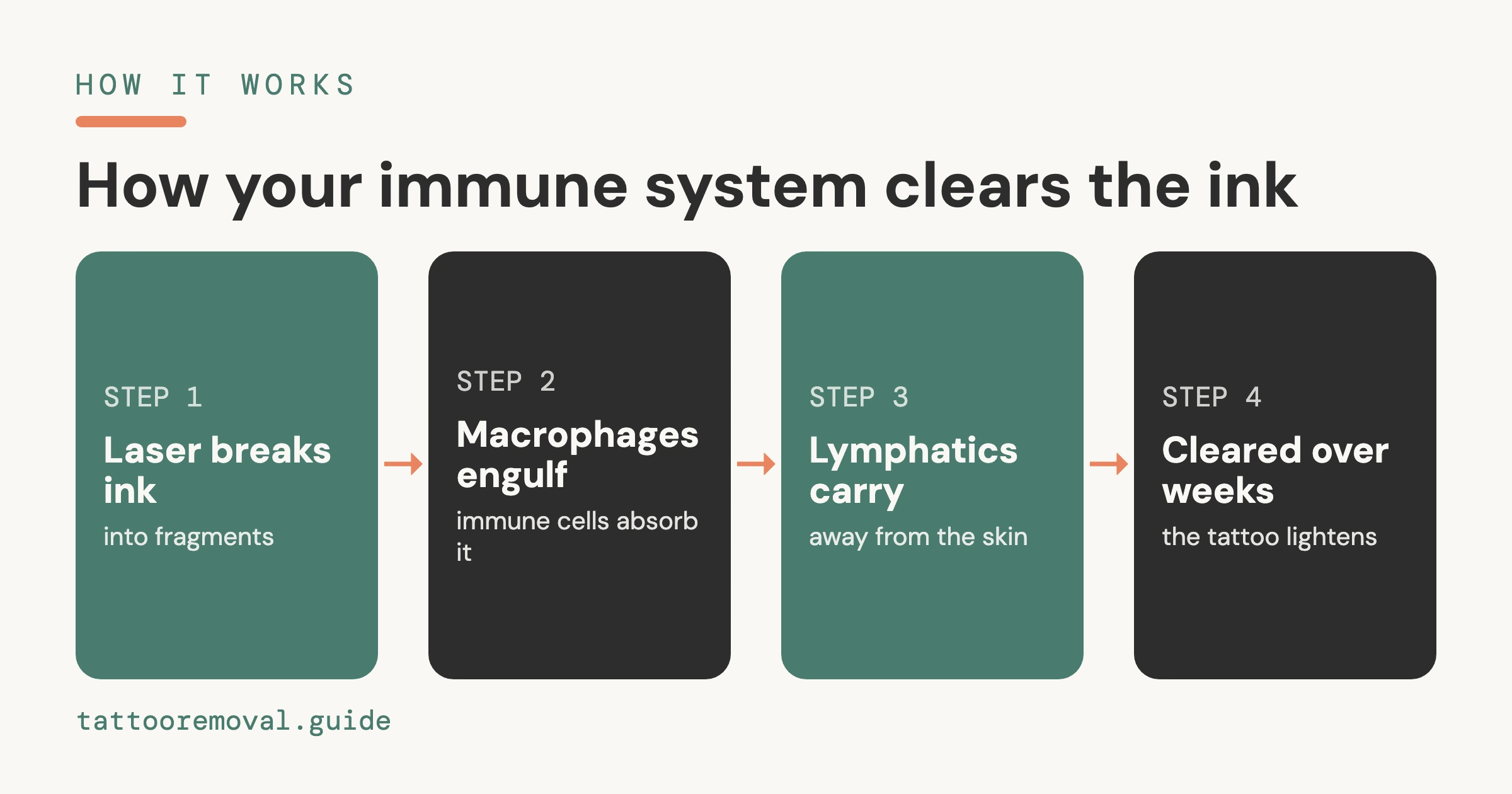 How Your Immune System Removes Tattoo Ink (2026) โ an independent, data-backed guide from Tattoo Removal Guide